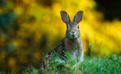 rabbit in field